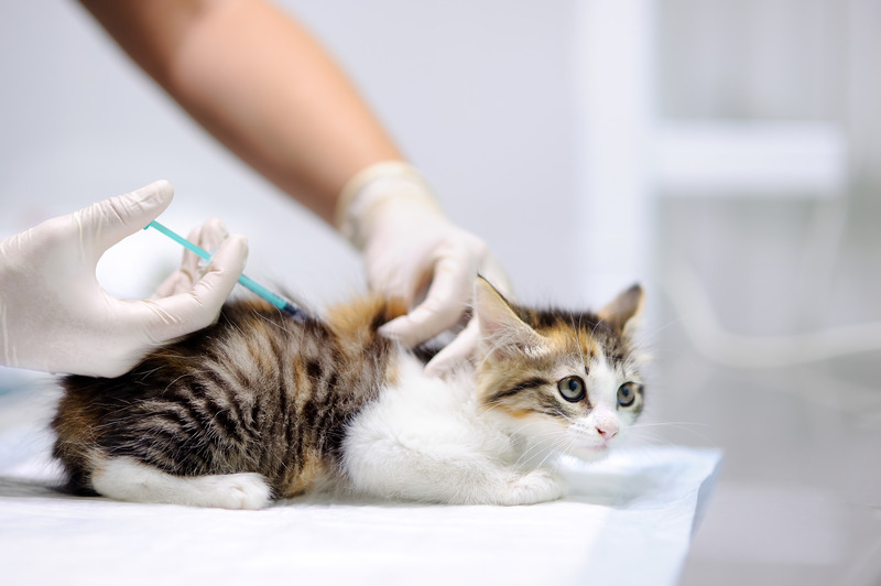 Detrazioni spese veterinarie 2020